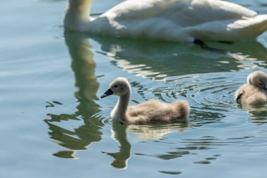 Kuğular, Anatidae familyasının Cygnus cinsi içinde bulunan kuşlardır. Kuğuların en yakın akrabaları kaz ve ördekler.