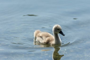 Kuğular, Anatidae familyasının Cygnus cinsi içinde bulunan kuşlardır. Kuğuların en yakın akrabaları kaz ve ördekler.