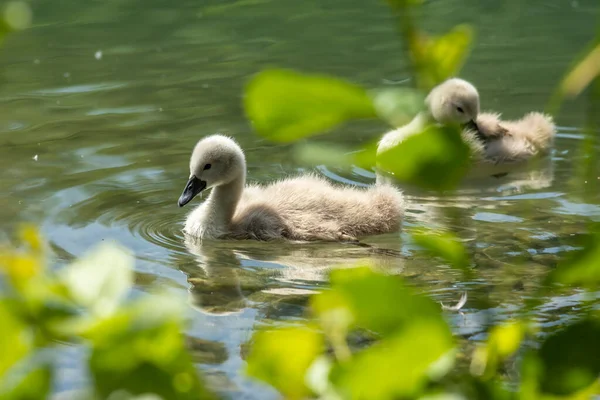 Kuğular, Anatidae familyasının Cygnus cinsi içinde bulunan kuşlardır. Kuğuların en yakın akrabaları kaz ve ördekler.