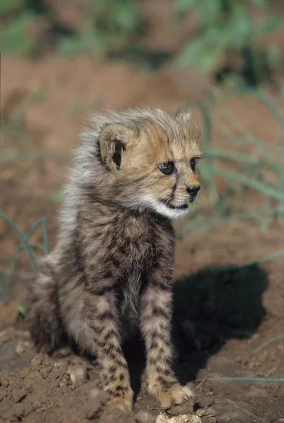 Τσιτάχ Acinonyx Jubatus Είναι Μια Μεγάλη Γάτα Ενδημική Στην Αφρική — Φωτογραφία Αρχείου