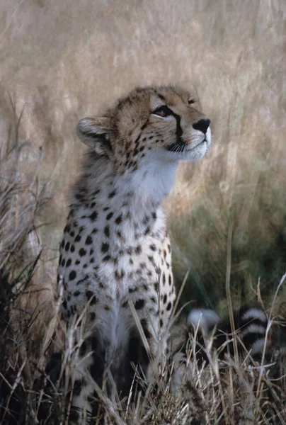 Der Gepard Acinonyx Jubatus Ist Eine Großkatze Die Afrika Und — Stockfoto