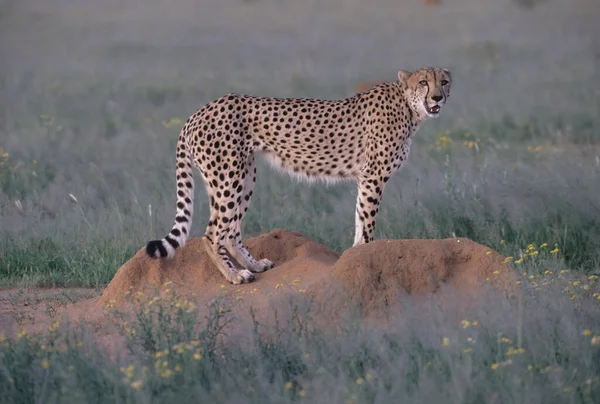 Gepard Acinonyx Jubatus Jest Dużym Kotem Pochodzącym Afryki Azji Południowo — Zdjęcie stockowe
