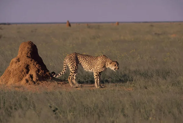 Cheetah Acinonyx Jubatus Adalah Seekor Kucing Besar Yang Berasal Dari — Stok Foto