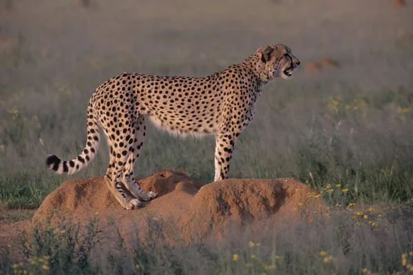 Cheetah Acinonyx Jubatus Een Grote Kat Afkomstig Uit Afrika Zuidwest — Stockfoto