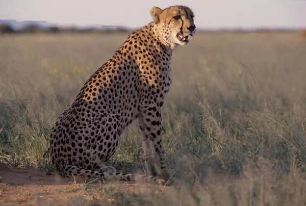 Gepard Acinonyx Jubatus Jest Dużym Kotem Pochodzącym Afryki Azji Południowo — Zdjęcie stockowe