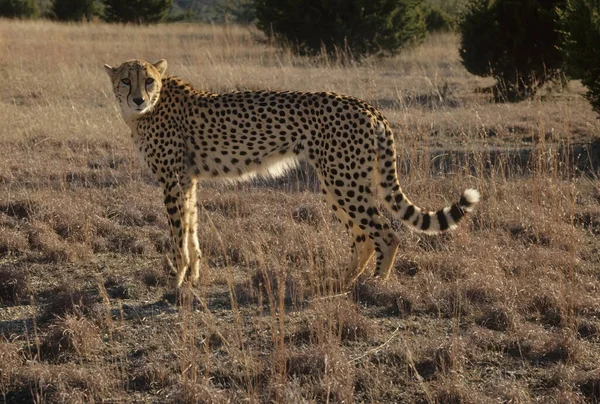 Τσιτάχ Acinonyx Jubatus Είναι Μια Μεγάλη Γάτα Ενδημική Στην Αφρική — Φωτογραφία Αρχείου