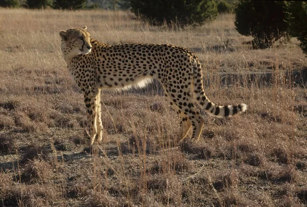 Çita Acinonyx Jubatus Kedigiller Felidae Familyasından Afrika Güneybatı Asya Özgü — Stok fotoğraf