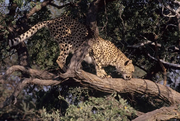 Cheetah Acinonyx Jubatus Large Cat Native Africa Southwest Asia Today — Stock Photo, Image