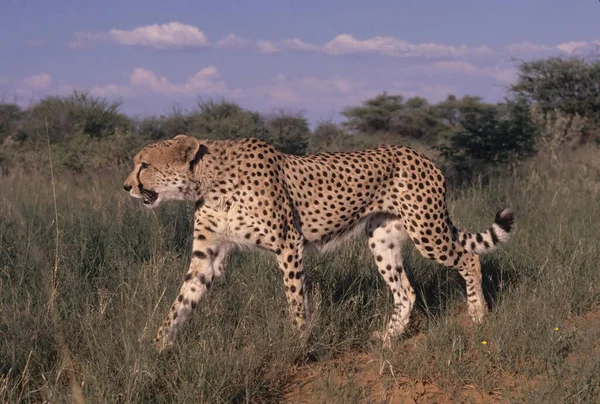 Хепард Acinonyx Jubatus Велика Кішка Яка Родом Африки Південно Західної — стокове фото