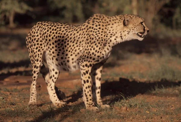 Cheetah Acinonyx Jubatus Stor Katt Född Afrika Och Sydvästra Asien — Stockfoto