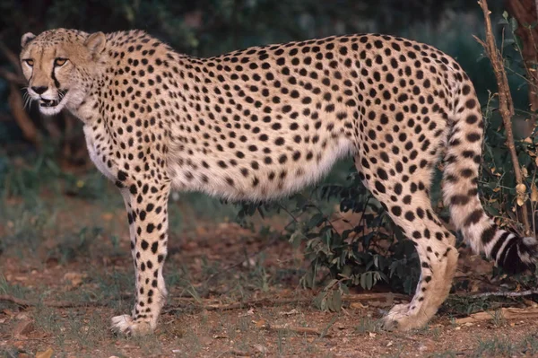 Cheetah Acinonyx Jubatus Een Grote Kat Afkomstig Uit Afrika Zuidwest — Stockfoto