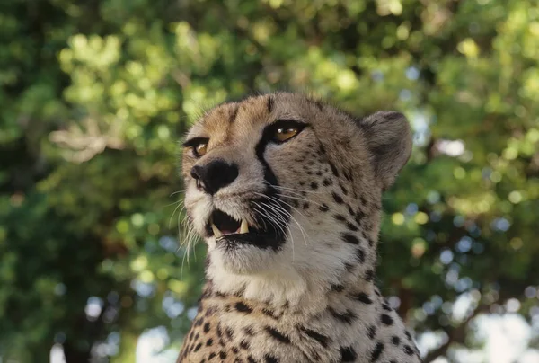 Çita Acinonyx Jubatus Kedigiller Felidae Familyasından Afrika Güneybatı Asya Özgü — Stok fotoğraf