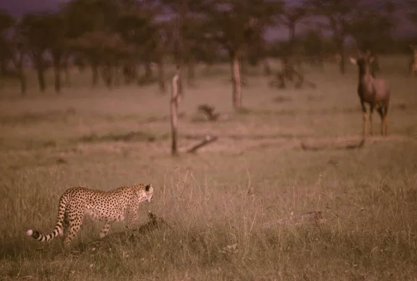Cheetah Acinonyx Jubatus Stor Katt Född Afrika Och Sydvästra Asien — Stockfoto
