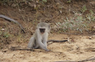 Vervet maymunu Chlorocebus pygerythrus ya da kısaca vervet, Cercopithecidae familyasından Afrika 'ya özgü bir maymun türü..