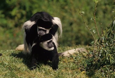 Angola Kolobusu (İngilizce: Angola kolobusu), Angolan siyah-beyaz kolobusu ya da Angolan kolobusu, Eski Dünya maymunlarına ait bir primat türüdür..