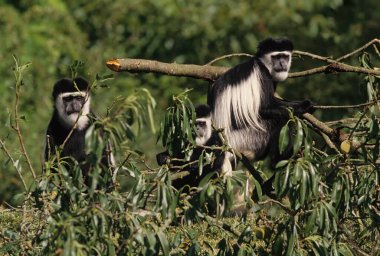 Angola Kolobusu (İngilizce: Angola kolobusu), Angolan siyah-beyaz kolobusu ya da Angolan kolobusu, Eski Dünya maymunlarına ait bir primat türüdür..