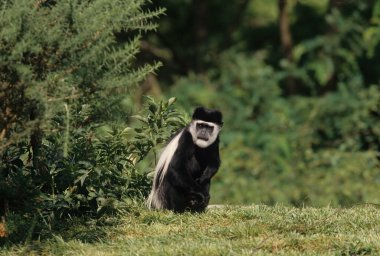 Angola Kolobusu (İngilizce: Angola kolobusu), Angolan siyah-beyaz kolobusu ya da Angolan kolobusu, Eski Dünya maymunlarına ait bir primat türüdür..