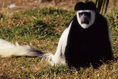 Angola Kolobusu (İngilizce: Angola kolobusu), Angolan siyah-beyaz kolobusu ya da Angolan kolobusu, Eski Dünya maymunlarına ait bir primat türüdür..