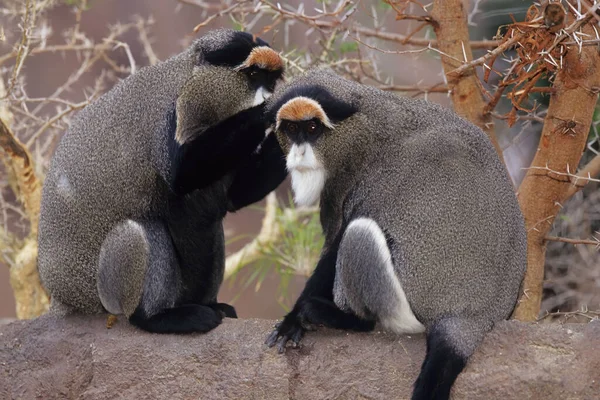 德布拉萨猴 Brazza Monkey Cercopithecus Neglected Tus 是一种生活在中部非洲河流和沼泽森林中的东半球猴 — 图库照片