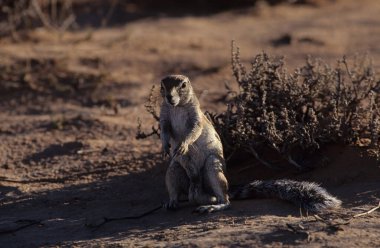 Cape yer sincabı veya Güney Afrika yer sincabı Geosciurus inauris Güney Afrika 'nın Güney Afrika' dan Botswana 'ya ve Etosha Milli Parkı da dahil olmak üzere Namibya' ya kadar birçok kuru bölgesinde bulunur..