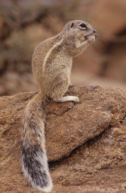 Cape yer sincabı veya Güney Afrika yer sincabı Geosciurus inauris Güney Afrika 'nın Güney Afrika' dan Botswana 'ya ve Etosha Milli Parkı da dahil olmak üzere Namibya' ya kadar birçok kuru bölgesinde bulunur..