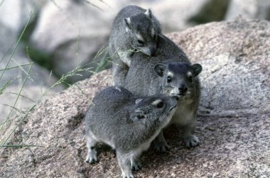 Sarı benekli kaya hyrax veya çalılık hyrax (Heterohyrax brucei), Prohaviidae familyasından bir memeli türü..