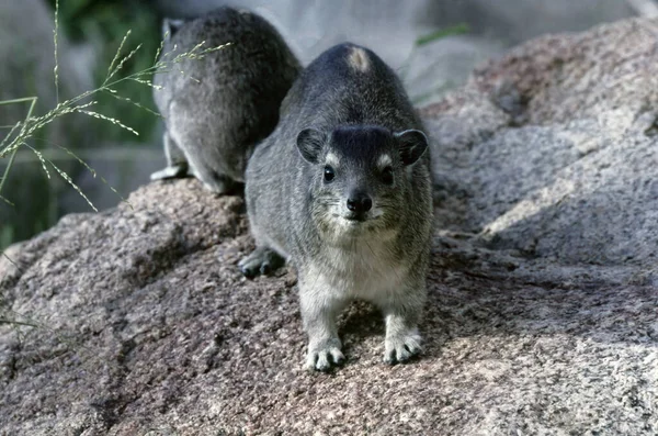 Sarı benekli kaya hyrax veya çalılık hyrax (Heterohyrax brucei), Prohaviidae familyasından bir memeli türü..