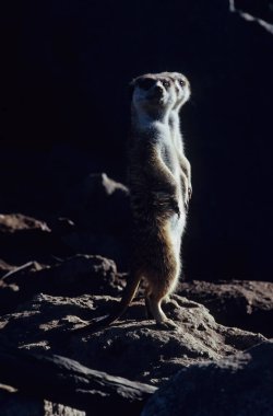 Mirket (Suricata suricatta) Güney Afrika 'da bulunan küçük bir firavun faresidir..