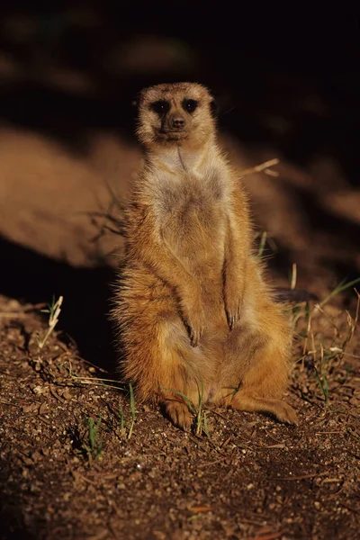 Meerkat Suricata Suricatta Een Kleine Mangoest Uit Zuidelijk Afrika — Stockfoto