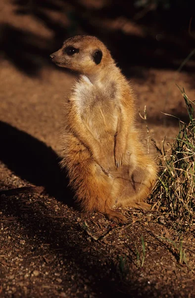 Meerkat Suricata Suricatta Een Kleine Mangoest Uit Zuidelijk Afrika — Stockfoto