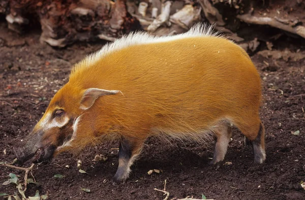 Świnia Rzeczna Czerwona Potamochoerus Porcus Lub Świnia Nazwa Również Stosowana — Zdjęcie stockowe