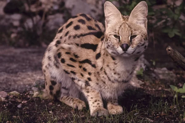 Serval (Leptailurus serval) Afrika 'ya özgü vahşi bir kedidir. Sahra altı ülkelerde yağmur ormanı bölgeleri dışında yaygın olarak görülür. Çapı boyunca, korunan bölgelerde meydana gelir ve onu avlamak ya yasaktır ya da menzil ülkelerinde düzenlenir..