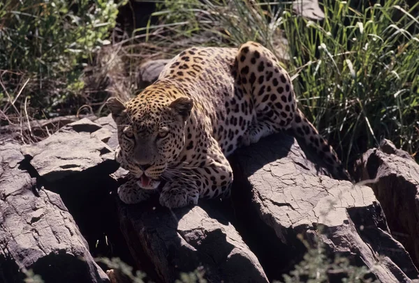 African Leopard Panthera Pardus Pardus Nominate Subspecies Leopard Native Many — Stock Photo, Image