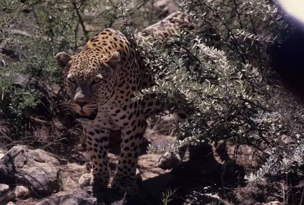 Der Afrikanische Leopard Panthera Pardus Pardus Ist Die Nominatform Des — Stockfoto