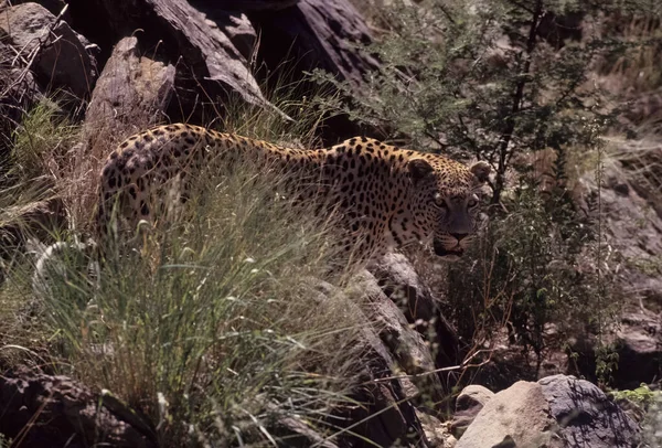 African Leopard Panthera Pardus Pardus Nominate Subspecies Leopard Native Many — Stock Photo, Image