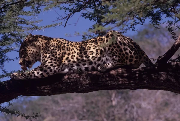 Der Afrikanische Leopard Panthera Pardus Pardus Ist Die Nominatform Des — Stockfoto