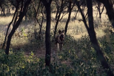 Afrika vahşi köpeği (Lycaon pictus) ya da resmedilmiş köpek veya Cape av köpeği, Afrika 'da yaşayan vahşi bir köpek türüdür..