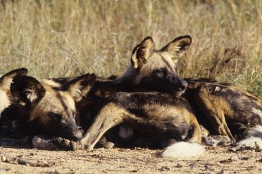 Afrika vahşi köpeği (Lycaon pictus) ya da resmedilmiş köpek veya Cape av köpeği, Afrika 'da yaşayan vahşi bir köpek türüdür..