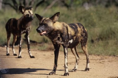 Afrika vahşi köpeği (Lycaon pictus) ya da resmedilmiş köpek veya Cape av köpeği, Afrika 'da yaşayan vahşi bir köpek türüdür..