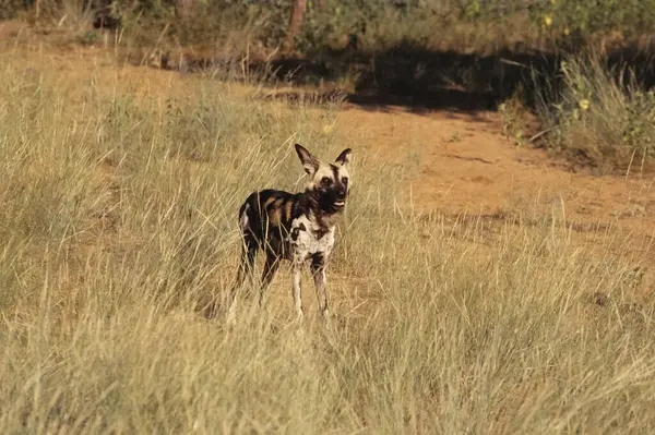The African wild dog (Lycaon pictus), also known as the painted dog or Cape hunting dog, is a wild canine native to sub-Saharan Africa.