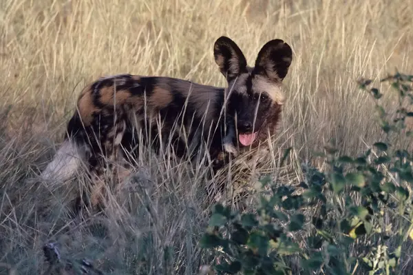 Der Afrikanische Wildhund Lycaon Pictus Auch Als Gemalter Hund Oder — Stockfoto