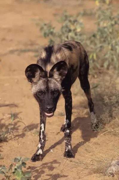 Африканская Дикая Собака Lycaon Pictus Известная Крашеная Собака Охотничья Собака — стоковое фото