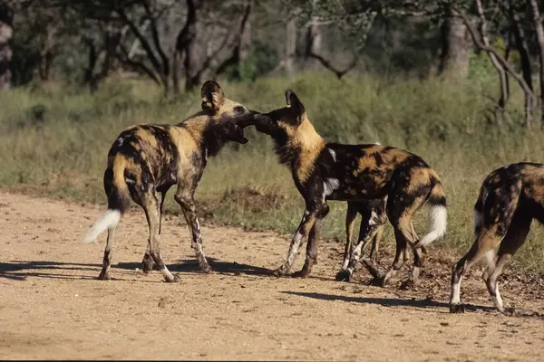 The African wild dog (Lycaon pictus), also known as the painted dog or Cape hunting dog, is a wild canine native to sub-Saharan Africa.