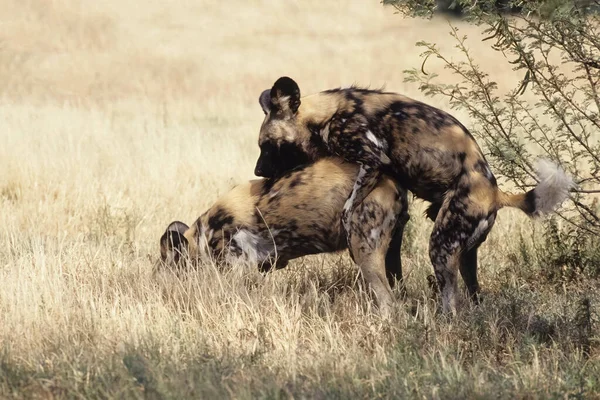 Den Afrikanska Vildhunden Lycaon Pictus Även Känd Som Den Målade — Stockfoto