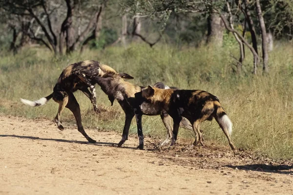 Den Afrikanska Vildhunden Lycaon Pictus Även Känd Som Den Målade — Stockfoto