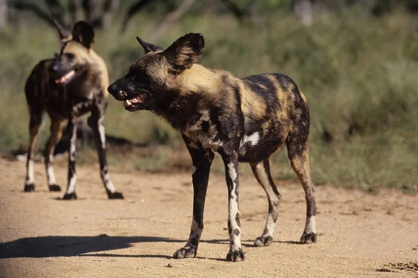 Africký Divoký Pes Lycaon Pictus Známý Také Jako Malovaný Pes — Stock fotografie