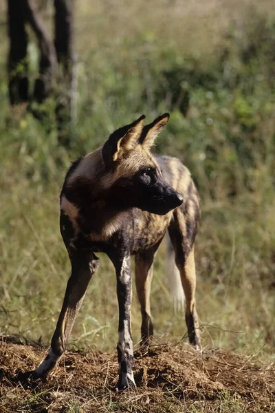 Afrika Vahşi Köpeği Lycaon Pictus Resmedilmiş Köpek Veya Cape Köpeği — Stok fotoğraf