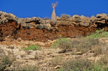 Adenyum obesum, Apocynoideae familyasından Apocynaceae familyasından Apocynaceae kabilesine ait zehirli bir bitki türüdür..