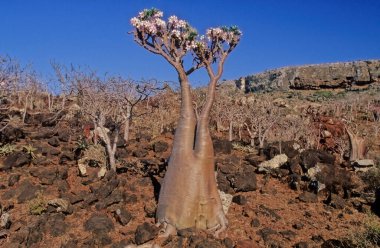 Adenyum obesum, Apocynoideae familyasından Apocynaceae familyasından Apocynaceae kabilesine ait zehirli bir bitki türüdür..