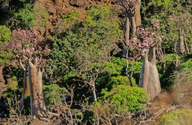 Adenyum obesum, Apocynoideae familyasından Apocynaceae familyasından Apocynaceae kabilesine ait zehirli bir bitki türüdür..